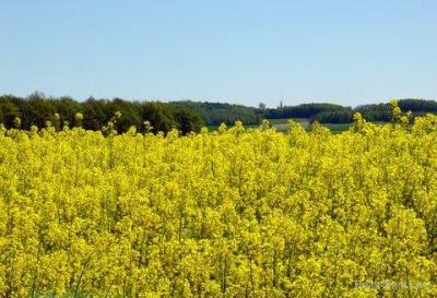 Unser Dorf